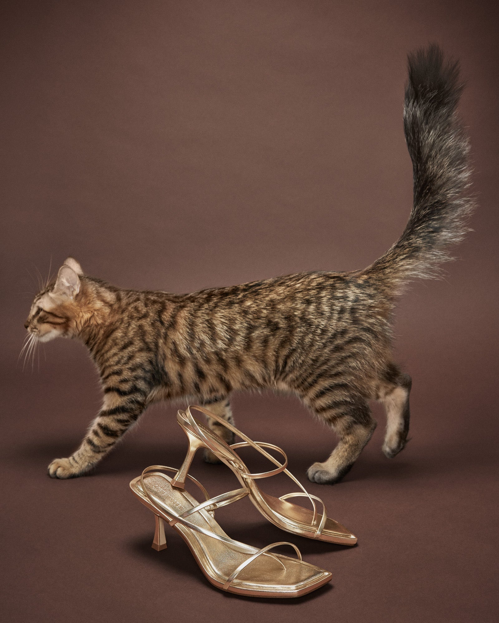 LOCKE CHAMPAGNE - SM REBOOTED